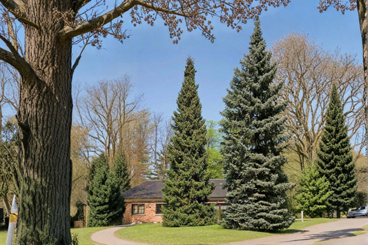 Columnaris Norway Spruce Live Plant 18 Inch 1 Gallon Pot Narrow Evergreen Conifer Cold Hardy Landscape Tree