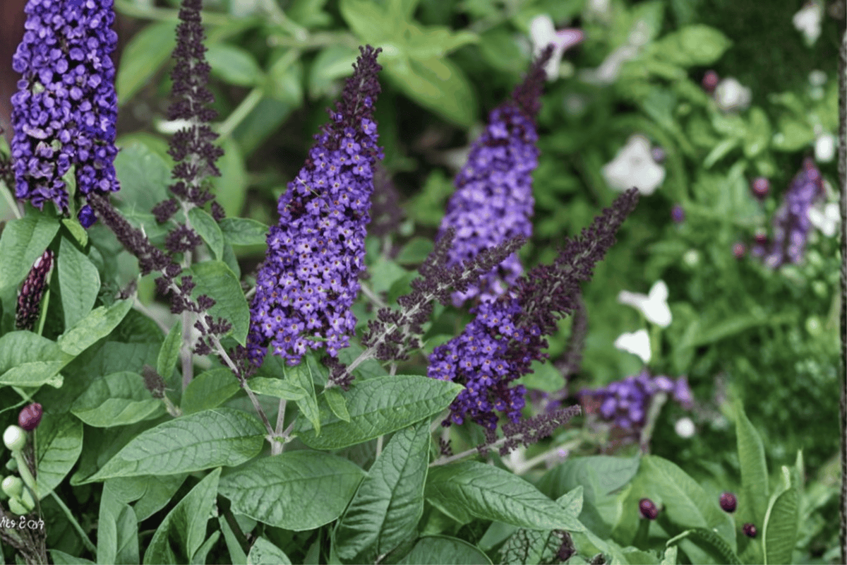Pugster Blue Butterfly Bush Live Plant – 3 Gallon Pot