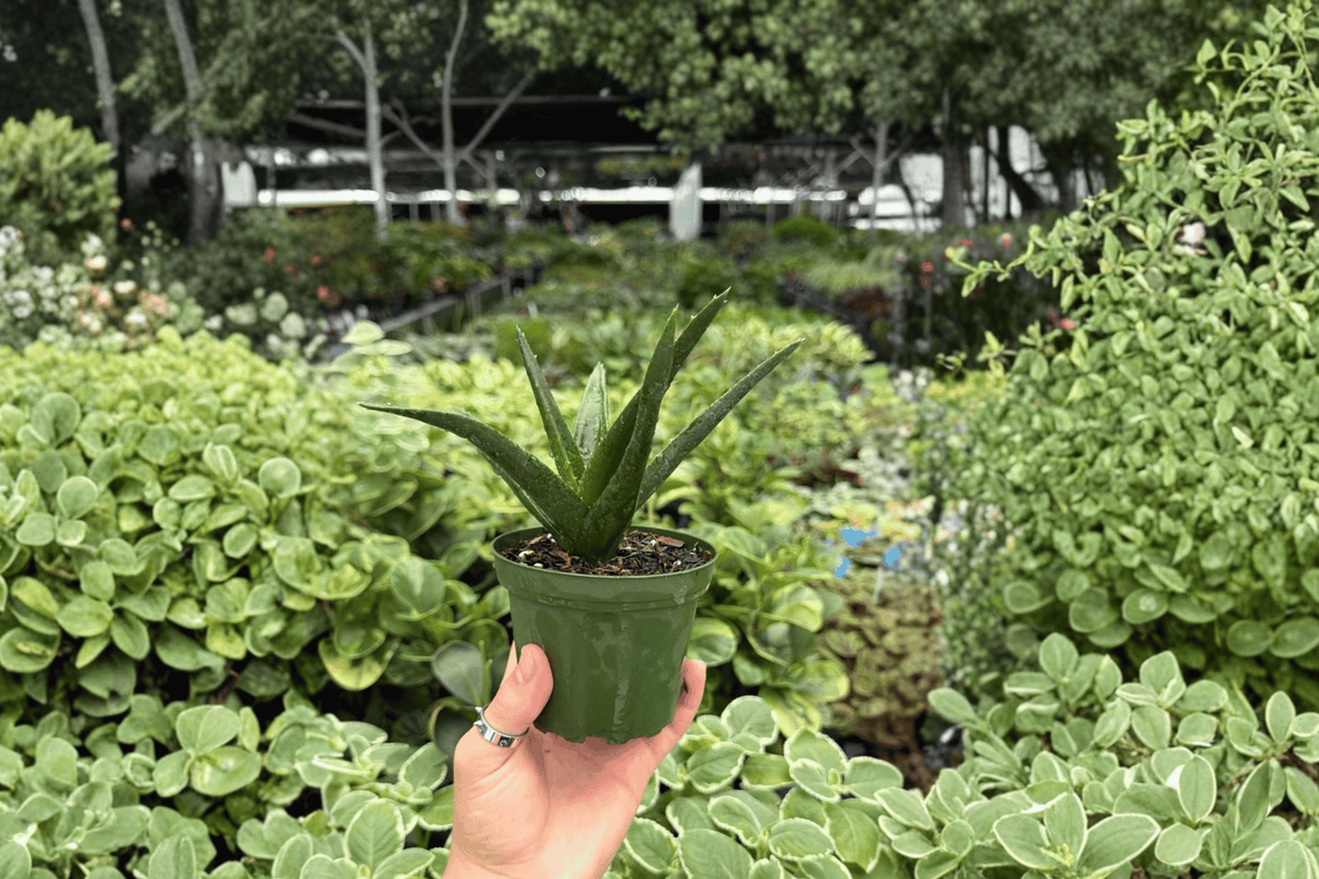 Aloe Black Gem 2 Exact Live Plants – Aloe ‘Black Gem’ 4” Size Bare Root