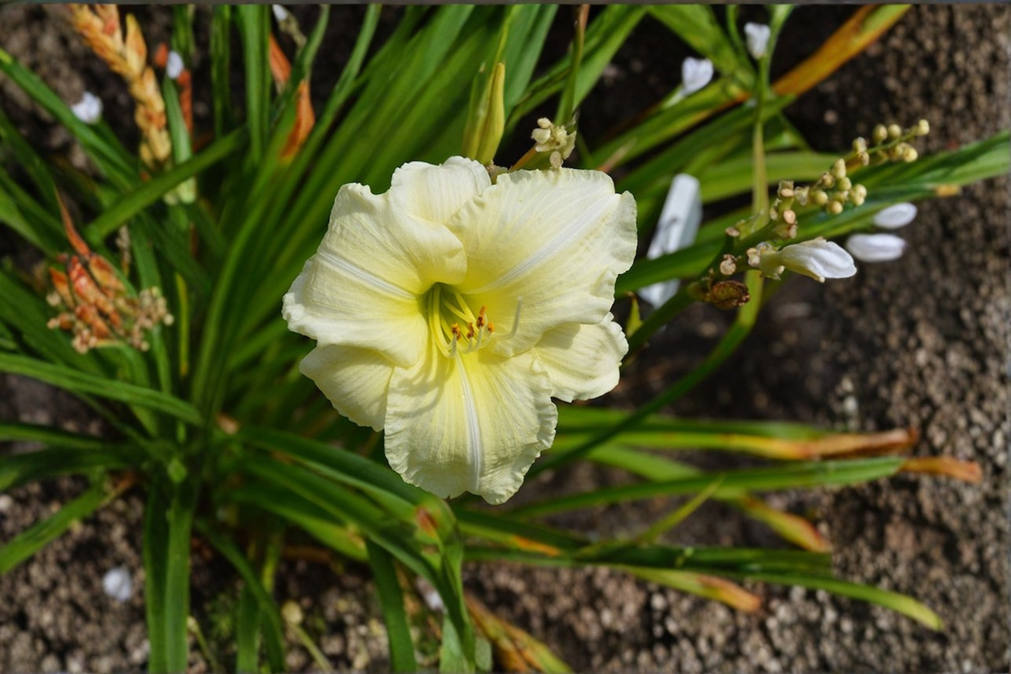 Daylily ‘Joan Senior’ 3 Bare Root Plants – White Hemerocallis Perennial for Summer Garden Flowers