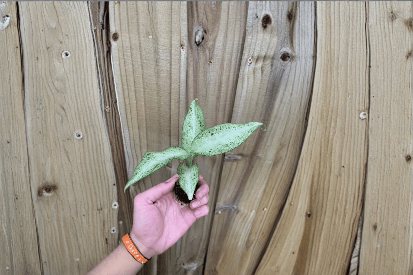 2 Dieffenbachia 'Camouflage' Starter Plants Bare Root – Dieffenbachia 'Camouflage'