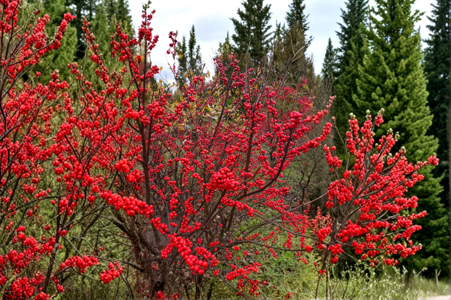 Winter Red Winterberry Live Plant 1 Gallon Pot Red Berry Holly Shrub Deciduous Garden Landscape Plant