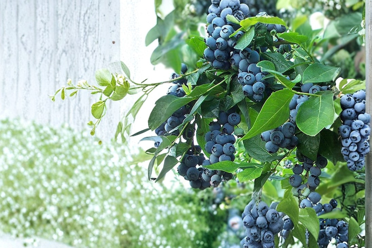 Premier Blueberry Plant Live Bush 1–3 Ft Rabbiteye Blueberry Shrub for Garden Outdoor Fruit Plant