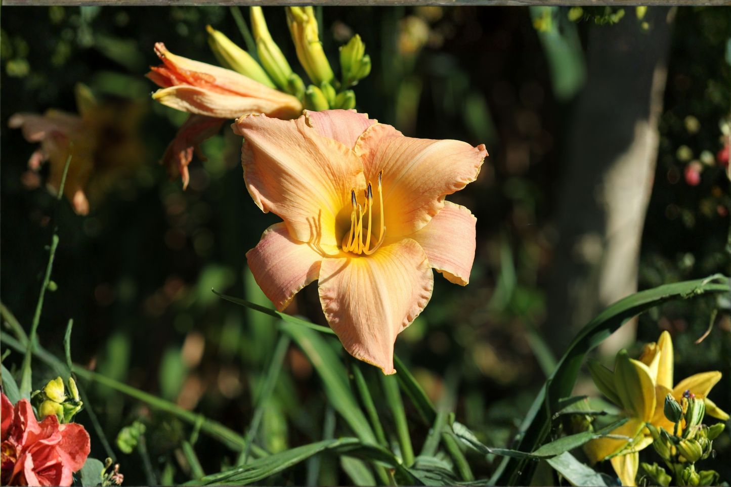 Apricot Sparkles Daylily Live Plants 3 Rooted Starters 1 Qt Pots Hemerocallis Apricot Blooms Perennial Garden Flower