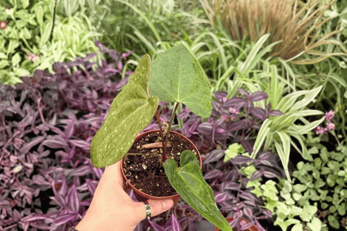 Anthurium Xone × Green Mamba 2 Exact Live Plants – 4” Size