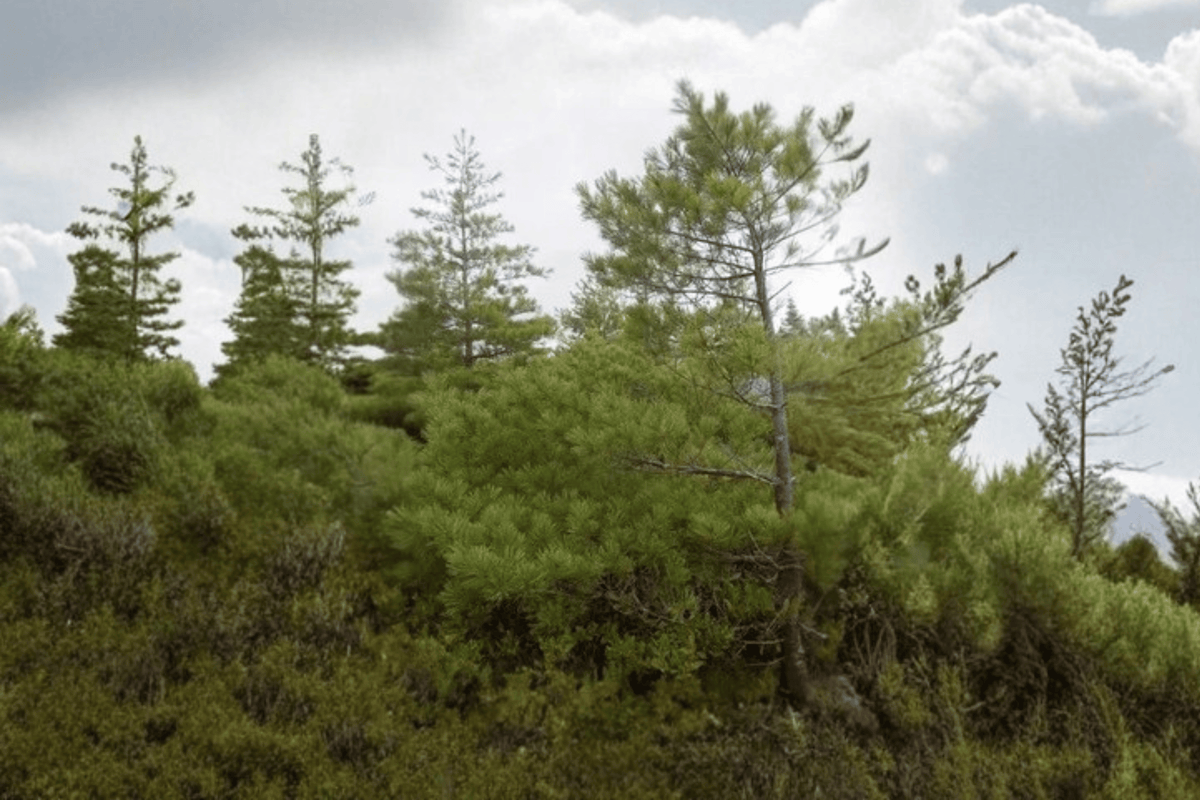 Eastern White Pine 1 Live Tree – Pinus strobus – 1 Gallon Pot – 12 Inches Tall