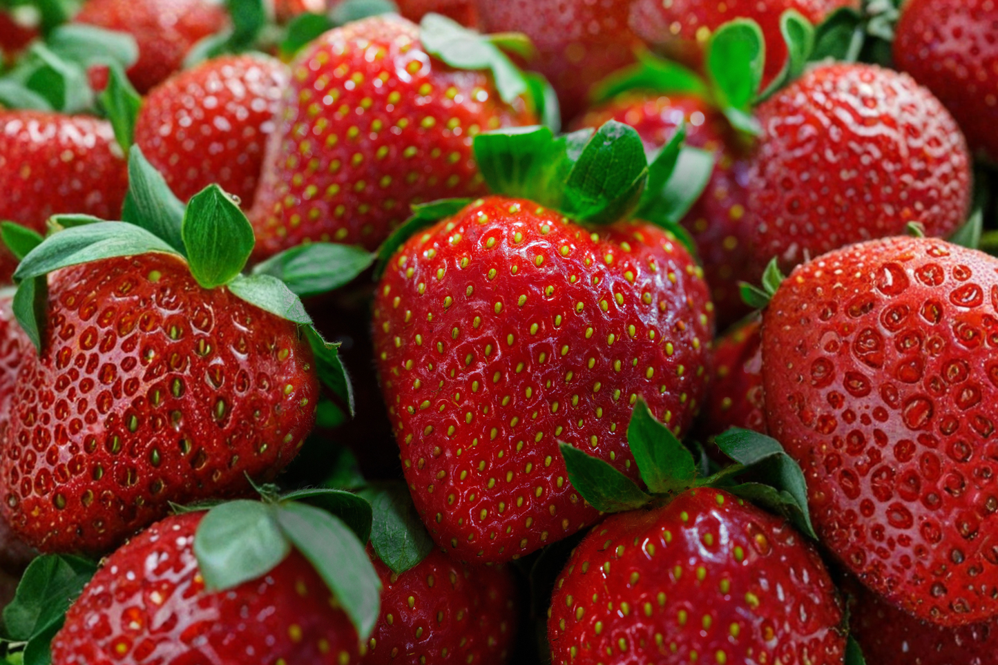 Honeoye Junebearing Strawberry Bare Root Plants (25 Pack) – Fragaria × ananassa