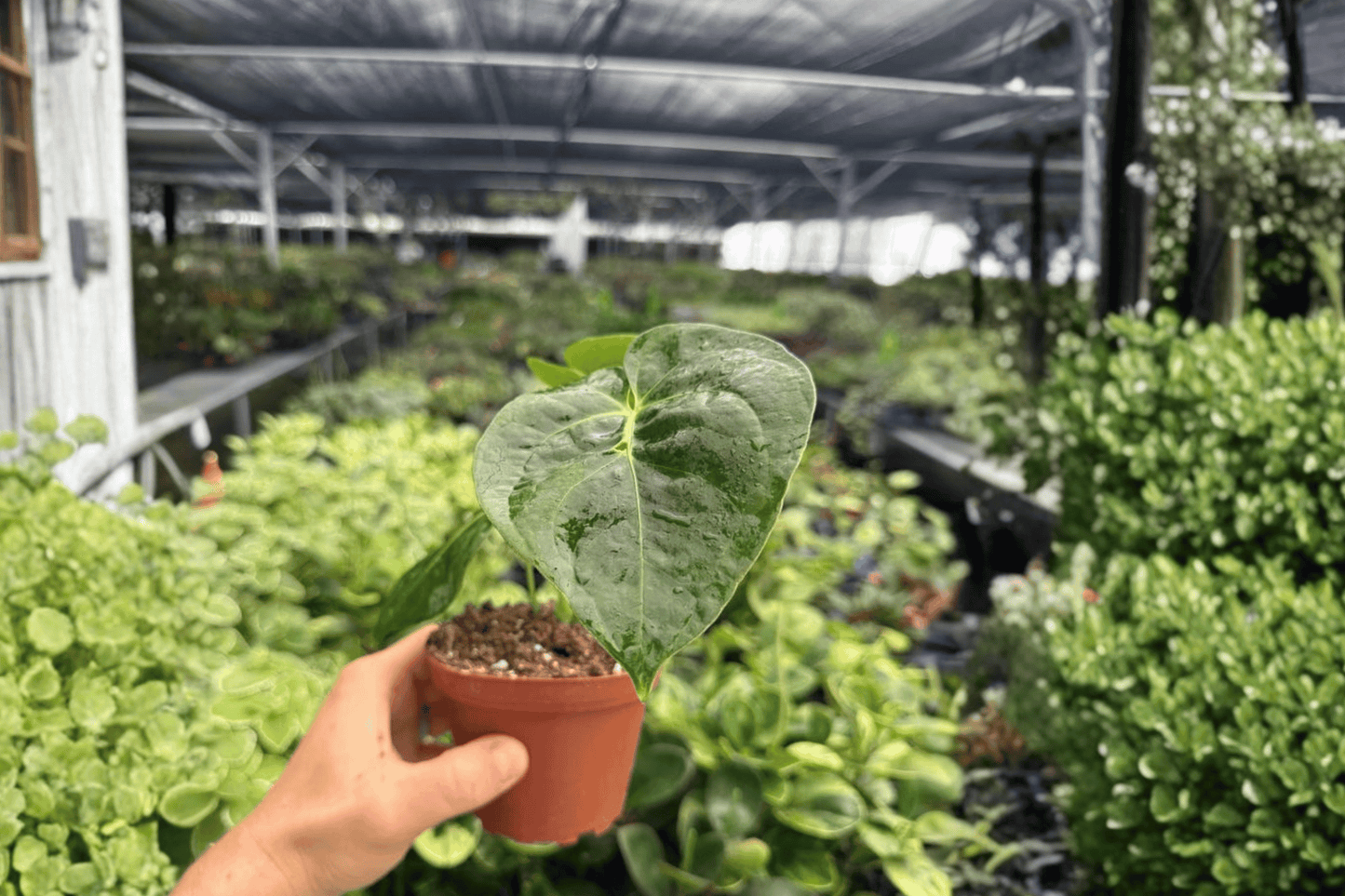 Anthurium Dressleri 2 Exact Live Plants – 4-Inch Pots – Anthurium dressleri