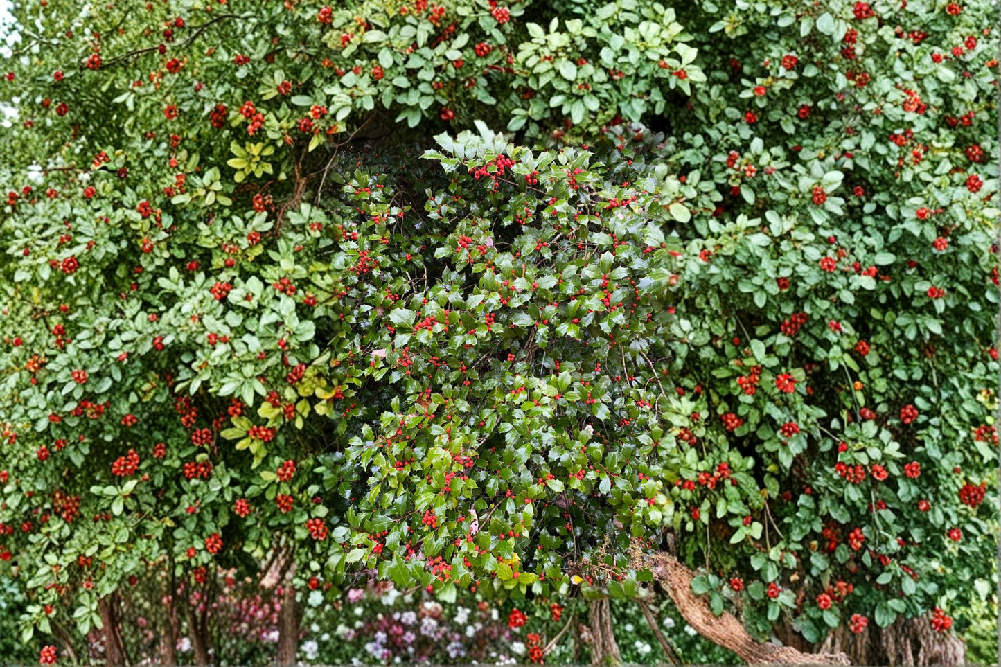 Carnival American Holly Live Plant Quart Pot – Ilex opaca Variegated Evergreen Shrub Red Berry Landscape Garden