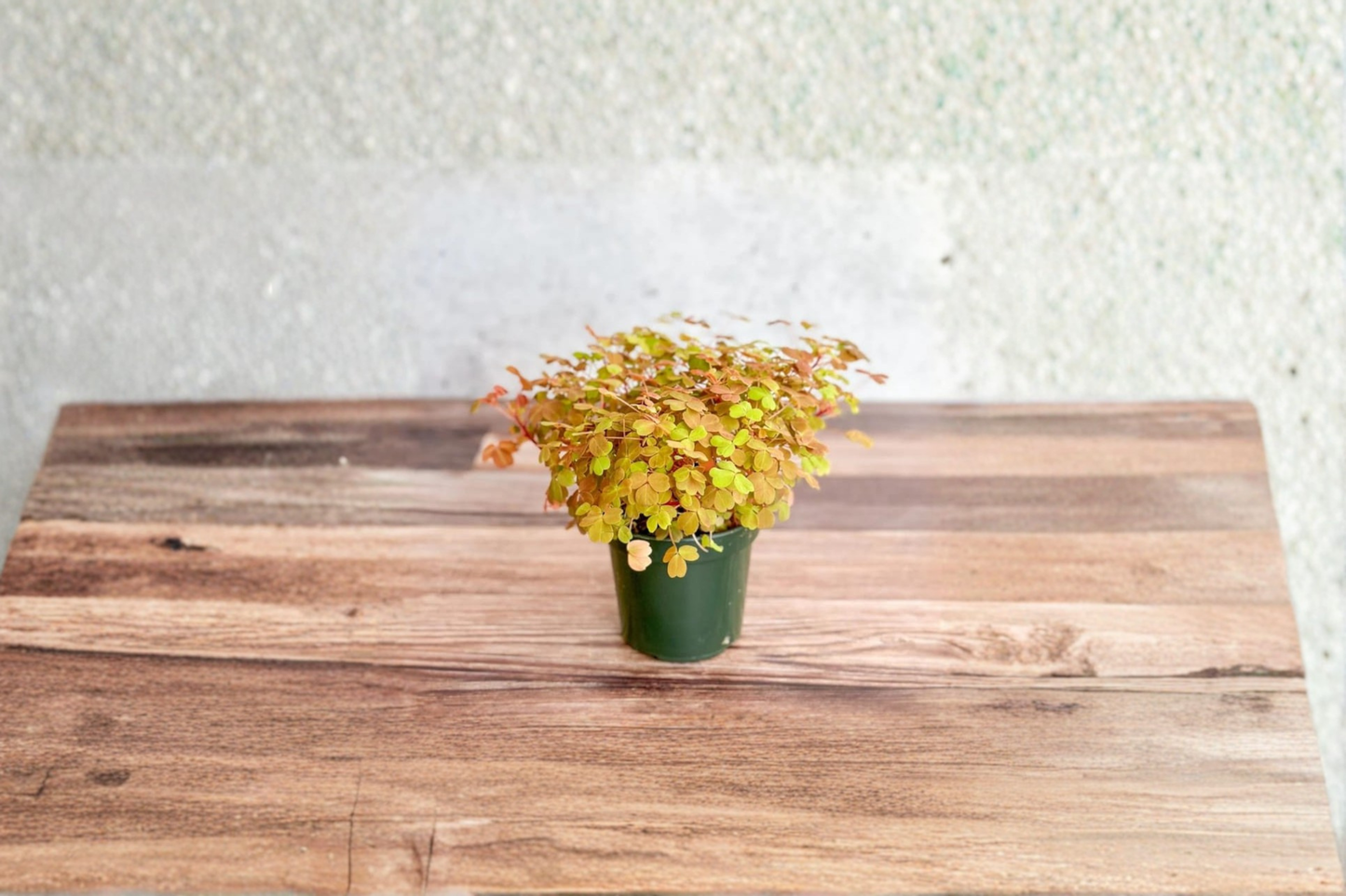 Golden Oxalis Live Plant Yellow Shamrock Easy Care Indoor Outdoor Houseplant Starter Plant Gift