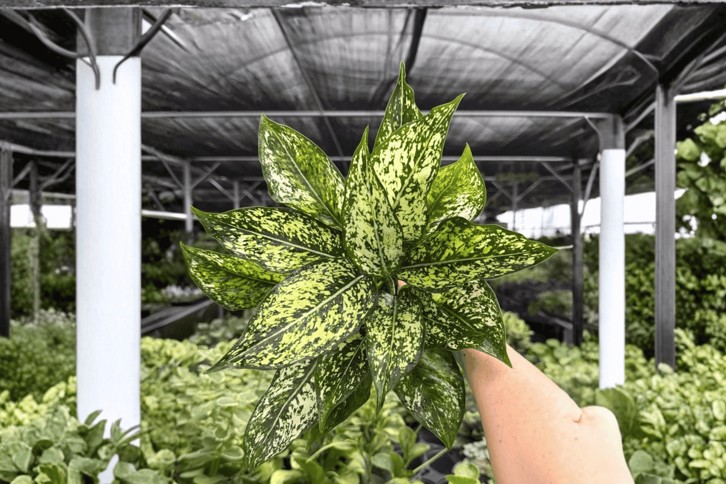 Aglaonema Wintery Winehouse 2 Exact Live Plants – 4-Inch Pots – Aglaonema ‘Wintery Winehouse’
