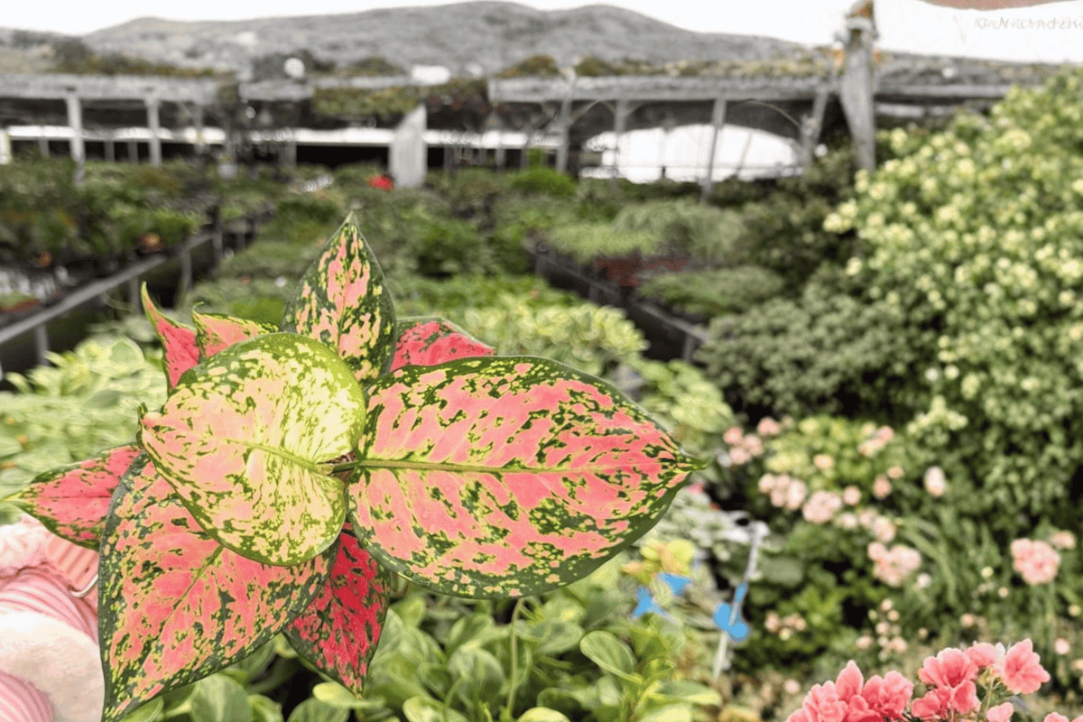Aglaonema KumKoom 2 Exact Live Plants – 4-Inch Pots