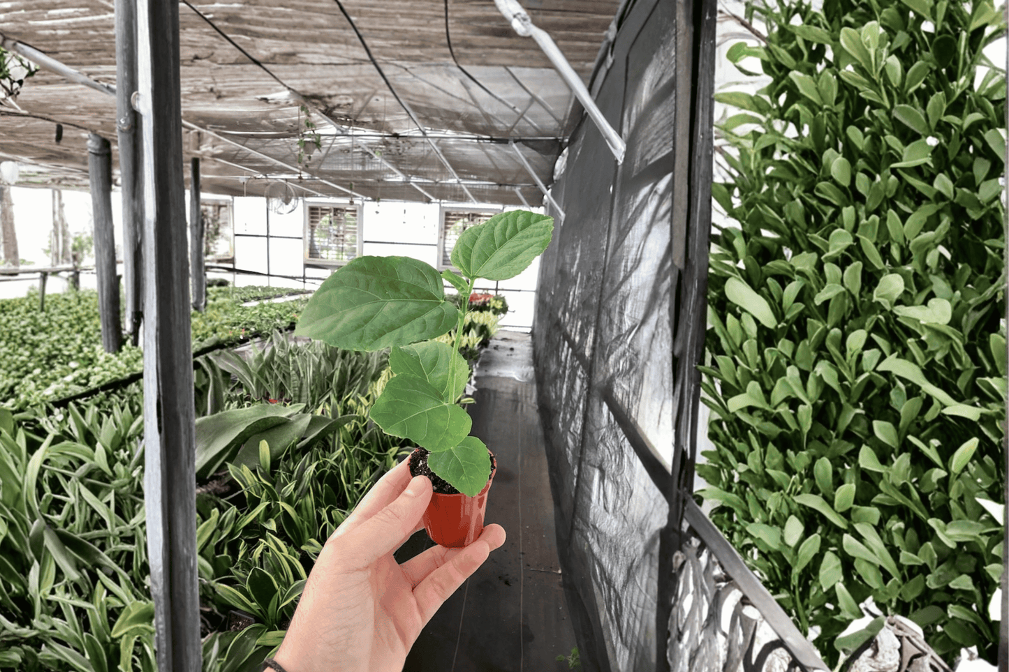 2 El Capitolio Orange Hibiscus Starter Plants – 2-Inch Bare Root Live Hibiscus rosa-sinensis