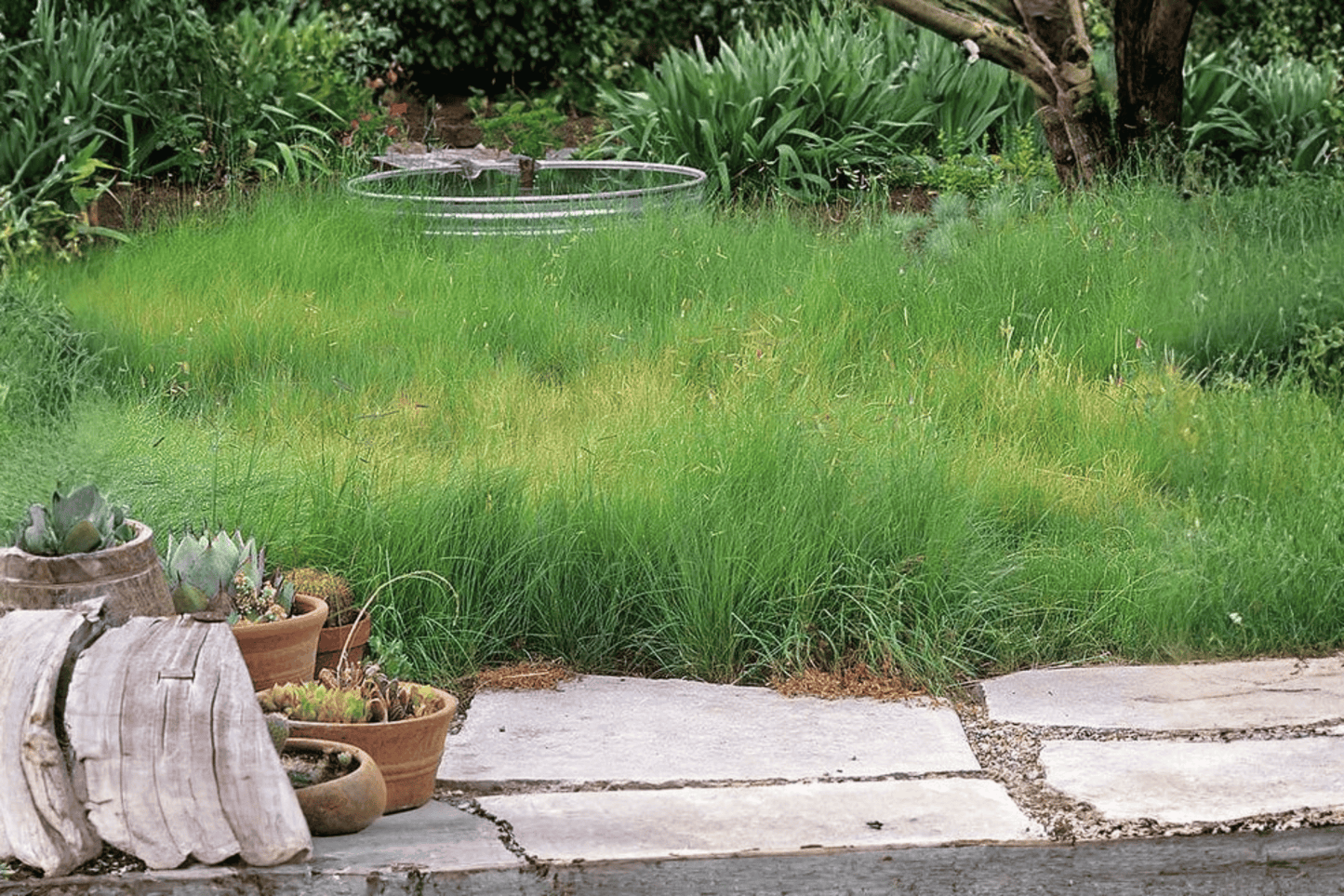 Blue Grama Grass 1 Live Plant – 4-Inch Pot – Bouteloua gracilis