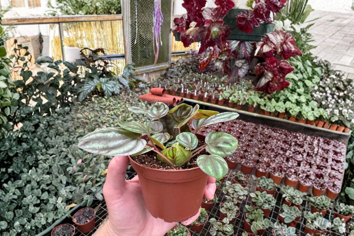 Peperomia orba 2 Live Plants – 4” Size Bare Root