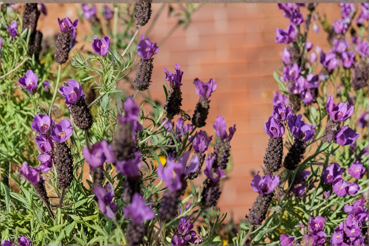 Spanish Lavender 2 Live Plants 4–8 Inches Tall – Lavandula stoechas