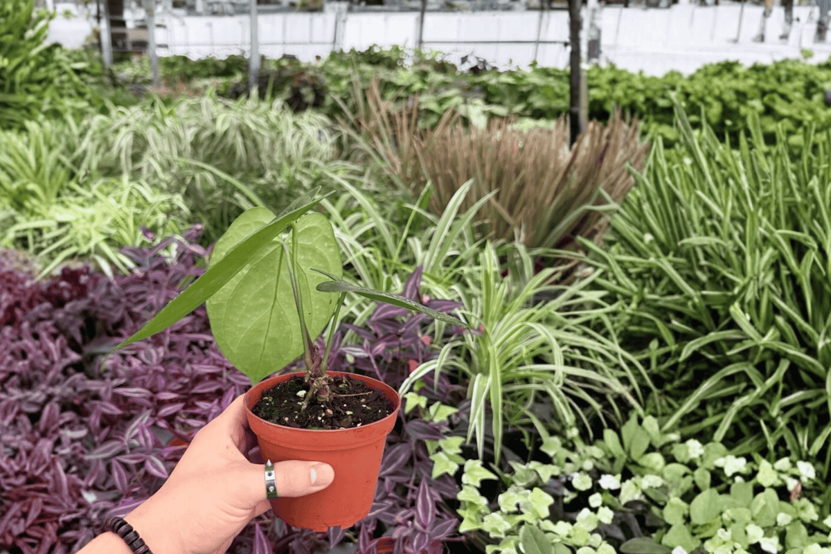 2 Anthurium Xone x MBR Exact Live Plants – Specific Plants in 4” Pots