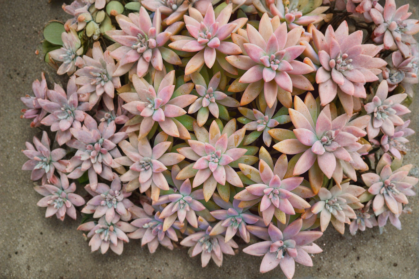 Graptopetalum Pink Live Succulent Plant – One-Head in 2-Inch Pot