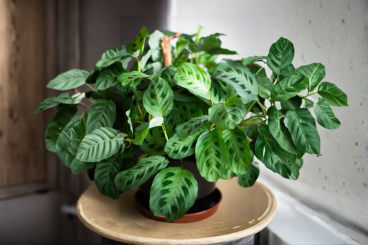 Calathea Makoyana Live Plant 4-Inch Pot – Peacock Plant Easy-Care Houseplant (Goeppertia makoyana)