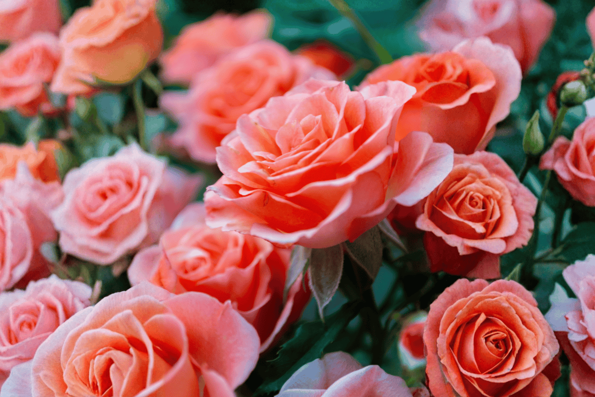 Coral Knock Out Rose 1 Live Plant – Rosa ‘Radyod’ – Quart Pot