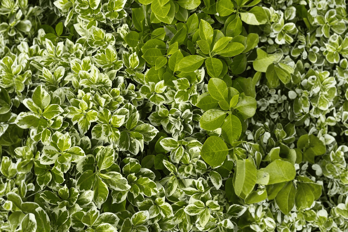 Emerald Gaiety Wintercreeper 1 Live Plant – Euonymus fortunei ‘Emerald Gaiety’ – 2 Gallon Pot