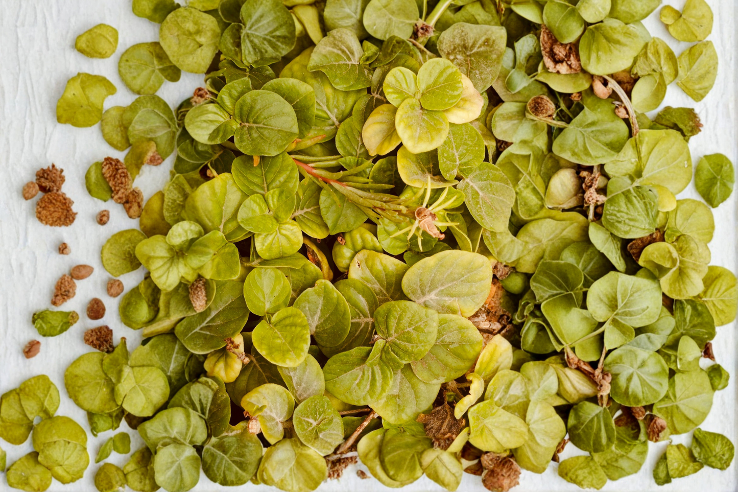 Rooted Creeping Jenny Live Plant – 1-Pint Pot – Lysimachia nummularia