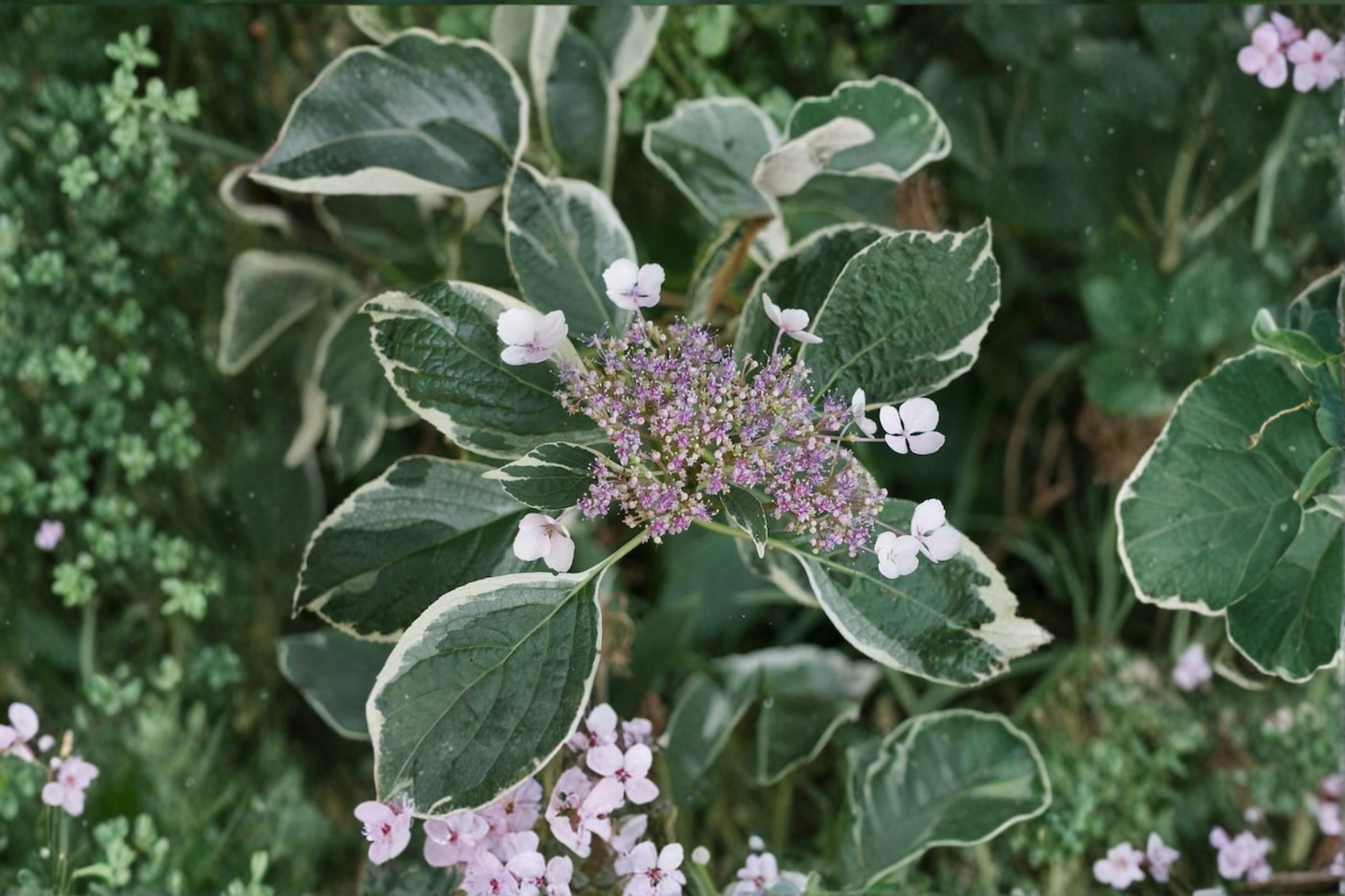 Variegated Hydrangea Mariesii Live Plant 2 Gallon Pot – Hydrangea macrophylla Pink Blue Lacecap Flower Shade Garden Shrub