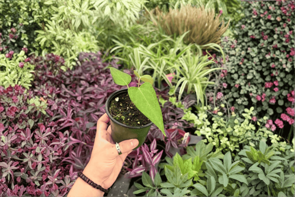 2 Exact Plant Anthurium subsignatum × regale Live Plants – Specific 4-Inch Pots