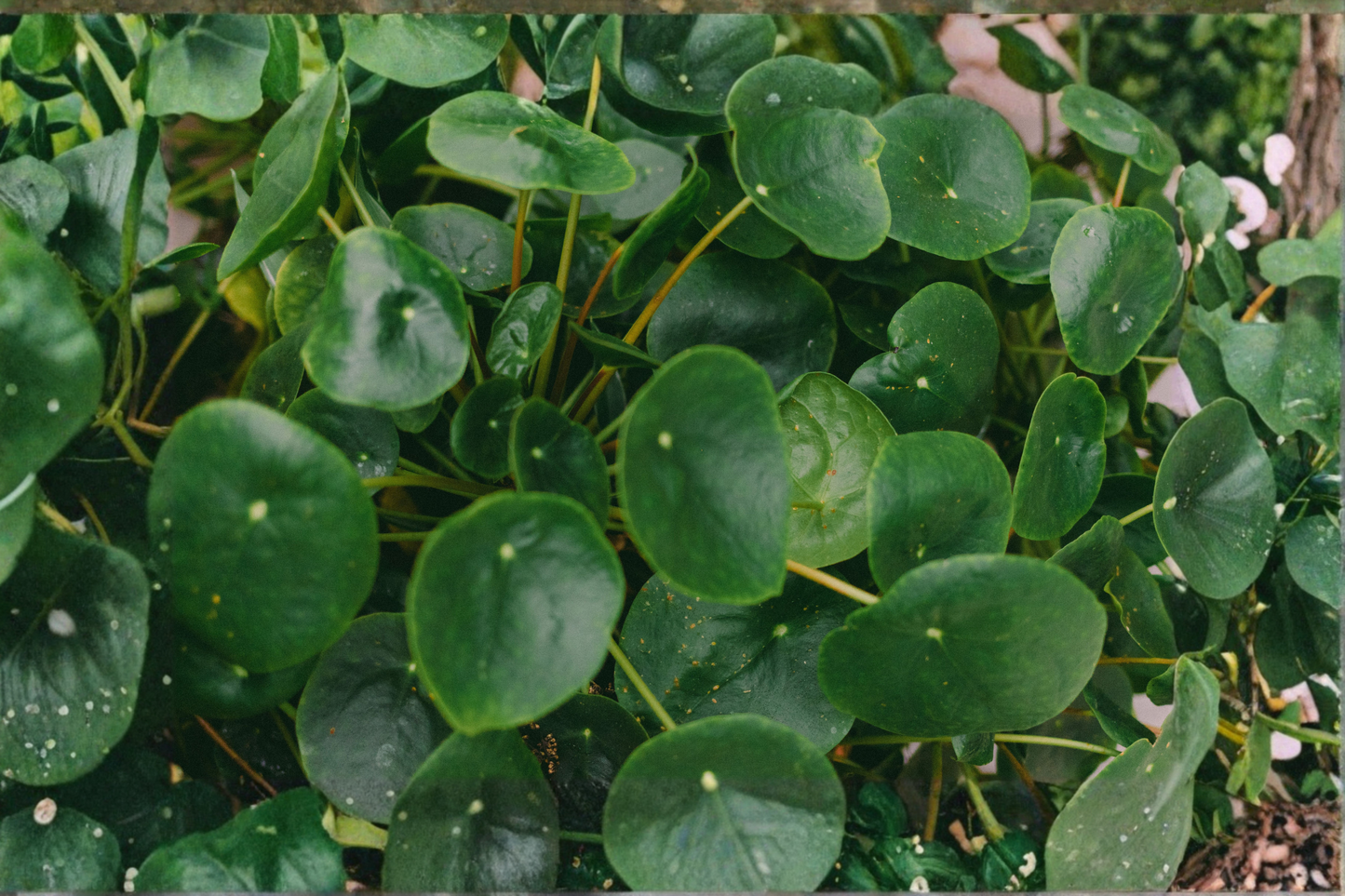 2 Live Chinese Money Plants in 2-Inch Pots – Pilea peperomioides Indoor Houseplants