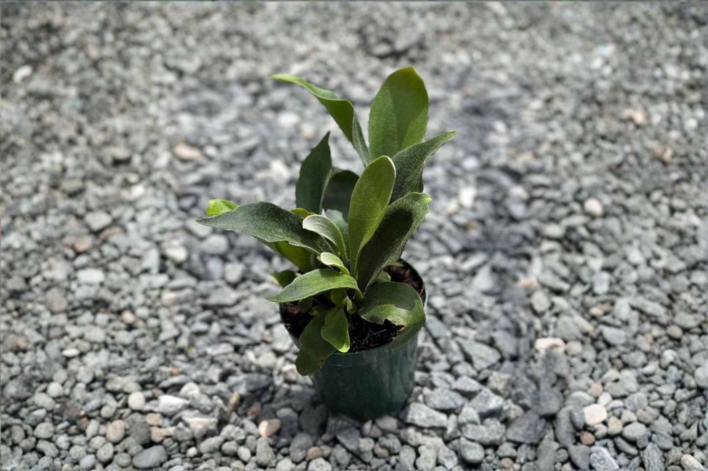 Platycerium Bifurcatum Staghorn Fern Live Plant Rooted Elkhorn Fern Tropical Houseplant in 4 Inch Pot