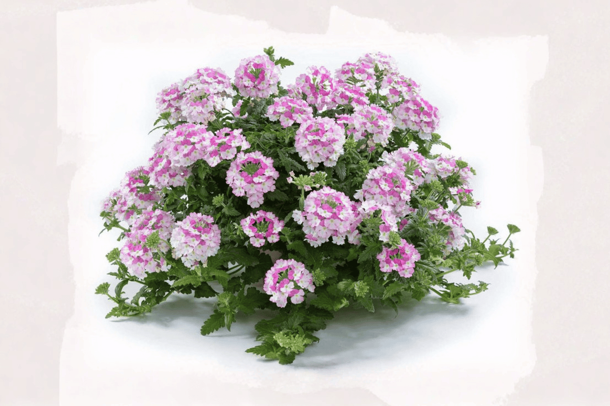 Vanessa Bicolor Pink Verbena Live Plant – 4-Inch Pot – Verbena × hortensis 'Vanessa Bicolor Pink'