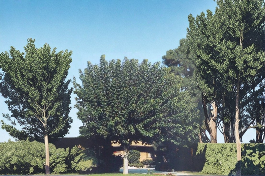 Fruitless Mulberry Tree Live Plant 4–6 Ft Shade Tree, Fast Growing Ornamental Tree for Yard Landscape