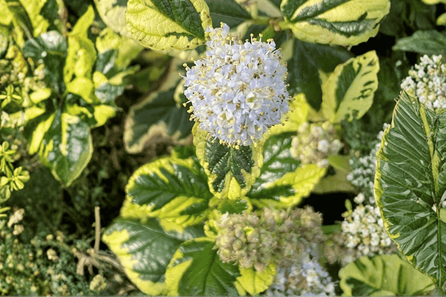 Emerisa’s Gem Carmel Creeper 1 Live Plant – 4-Inch Pot – Ceanothus ‘Emerisa’s Gem’