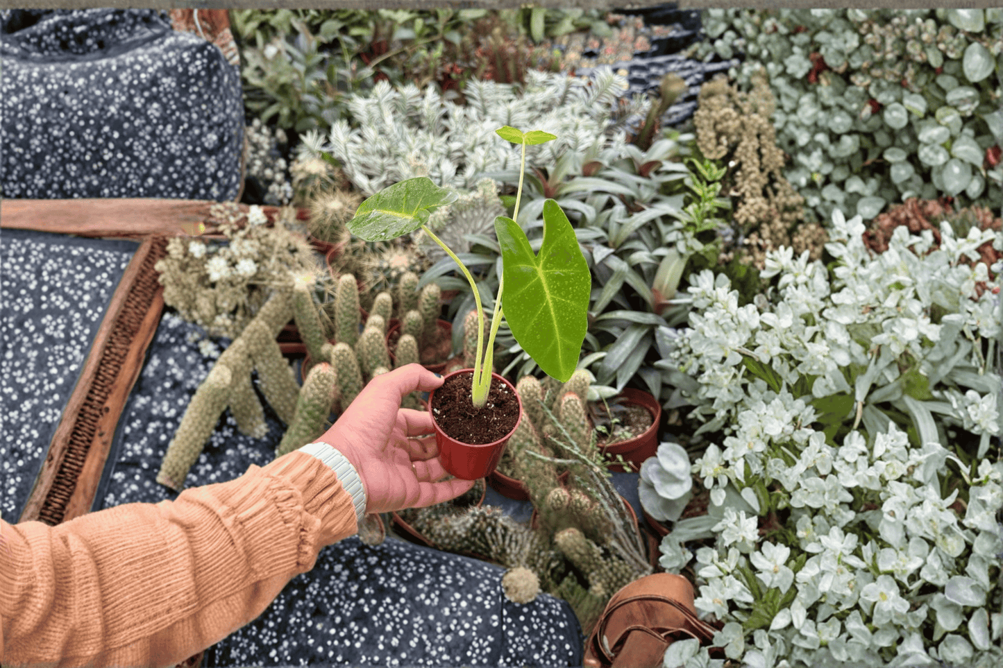 Alocasia Lutea 2 Live Starter Plants – 2-Inch Pot – Alocasia macrorrhizos ‘Lutea’