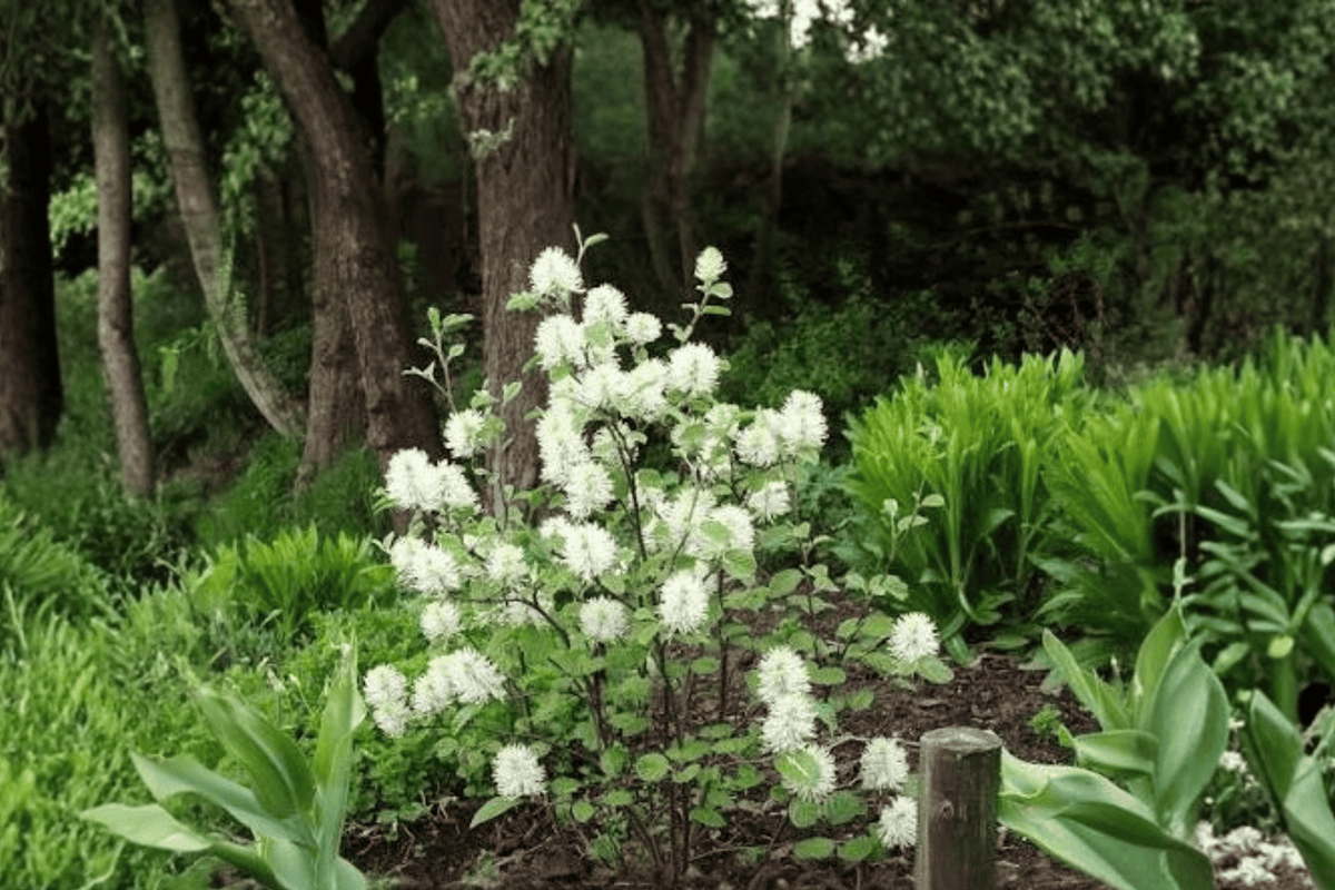 Mt. Airy Fothergilla 1 Live Shrub – Fothergilla × intermedia ‘Mt. Airy’ – 3 Gallon Pot