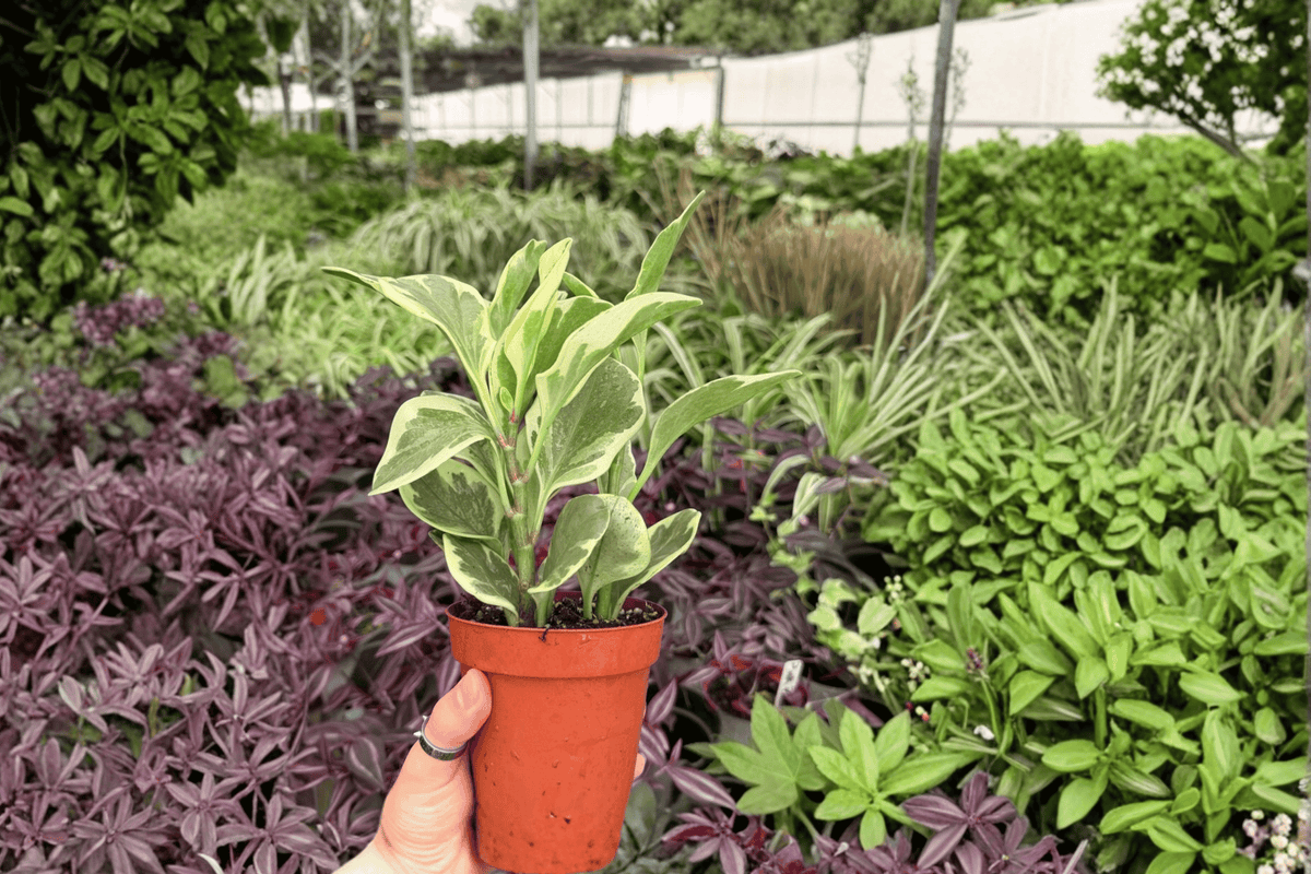 Exact Variegated Peperomia Obtusifolia 2 Live Plants – Specific 4-Inch Pots – Peperomia obtusifolia