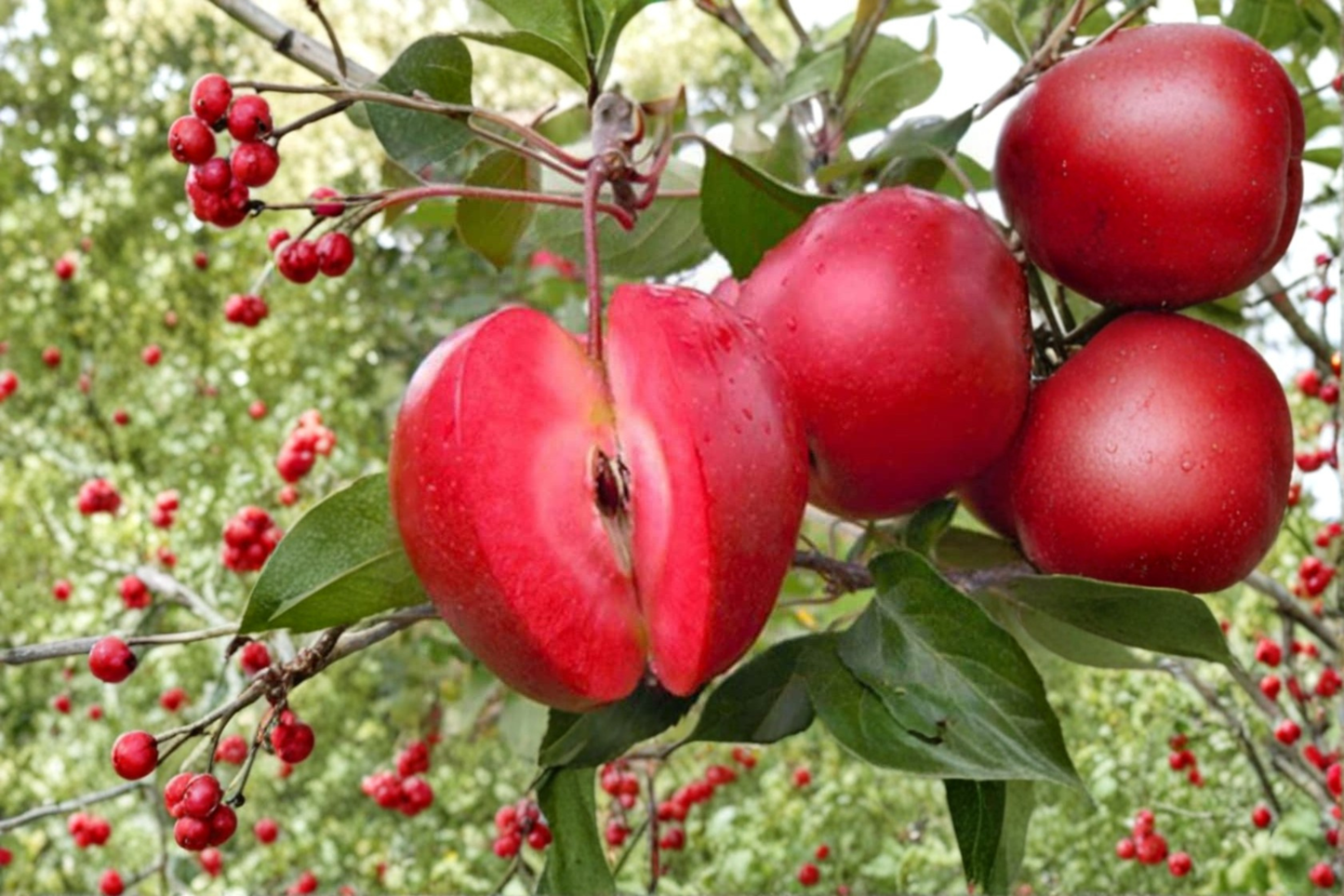 Redlove Odysso Apple Tree Live Plant 5 Gallon Pot Malus Domestica Fruit Tree Backyard Orchard Garden Tree