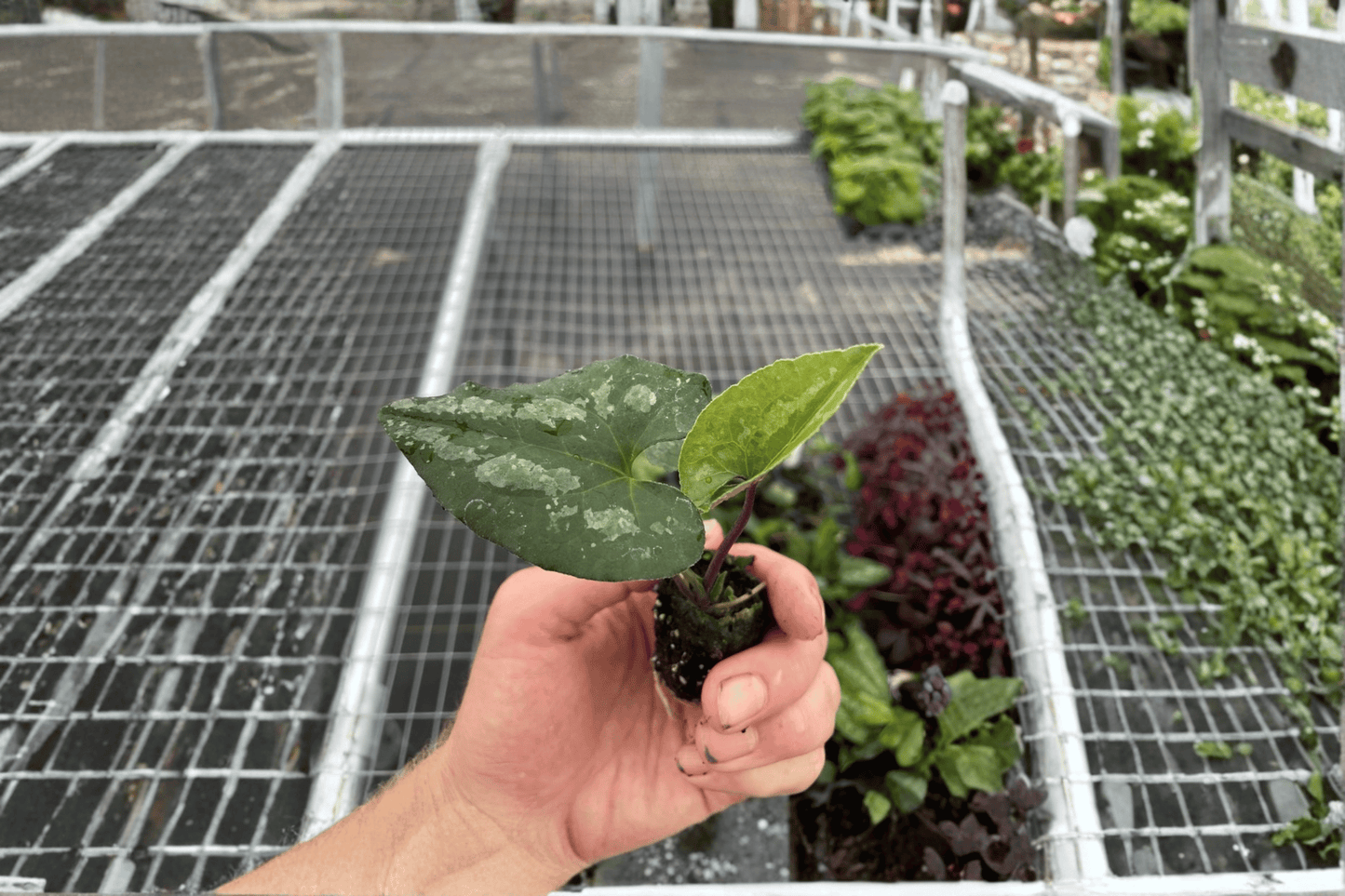 Quicksilver Wild Ginger 2 Live Starter Plants – 2-Inch Starter Size – Asarum splendens 'Quicksilver'