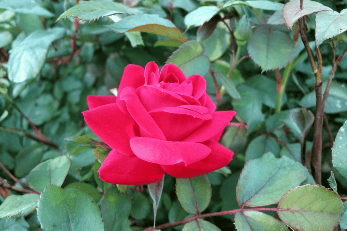 Double Red Knock Out Rose 1 Live Plant – Rosa ‘Radtko’ – Quart Pot