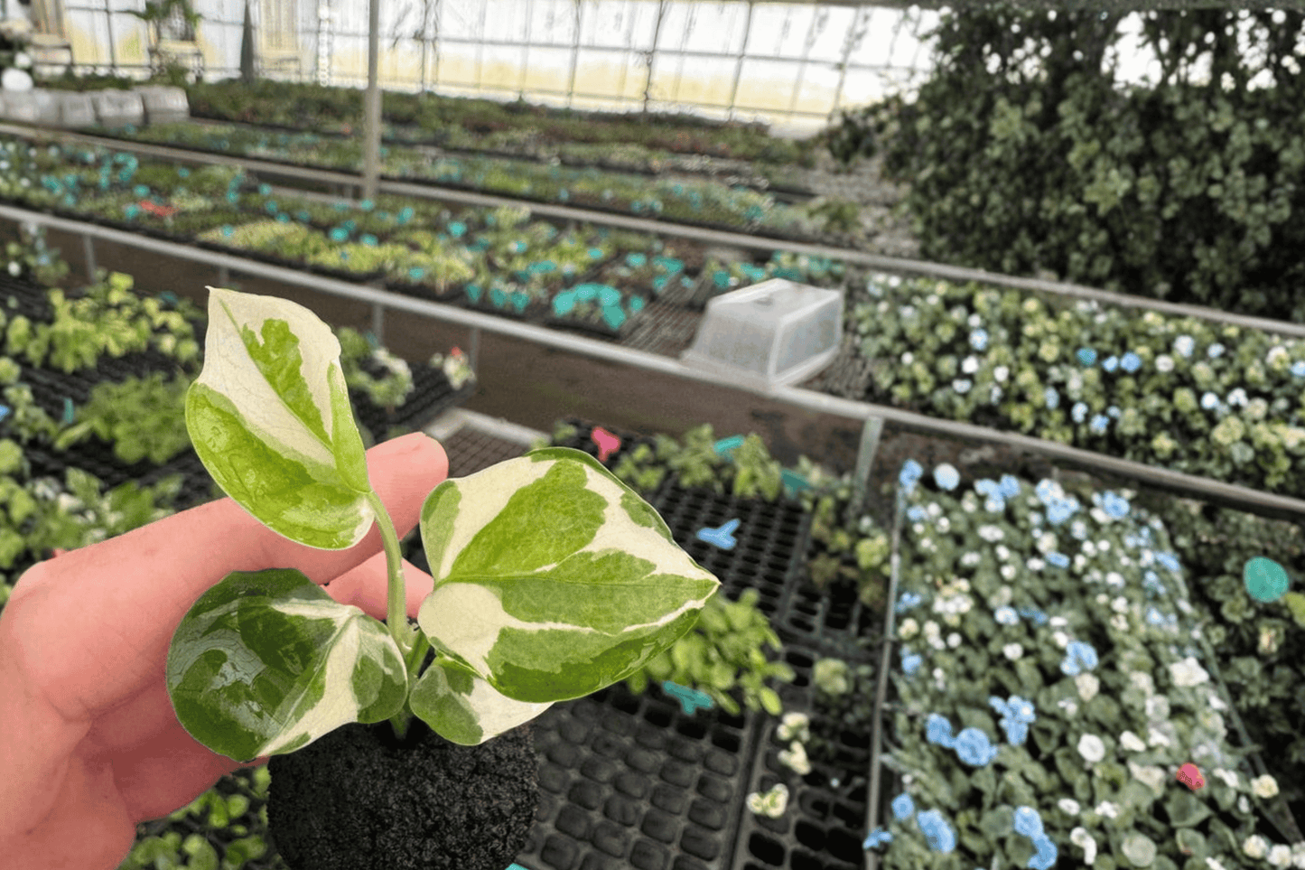 2 Begonia 'Sophia Cecile' Starter Plants Bare Root – Begonia 'Sophia Cecile'