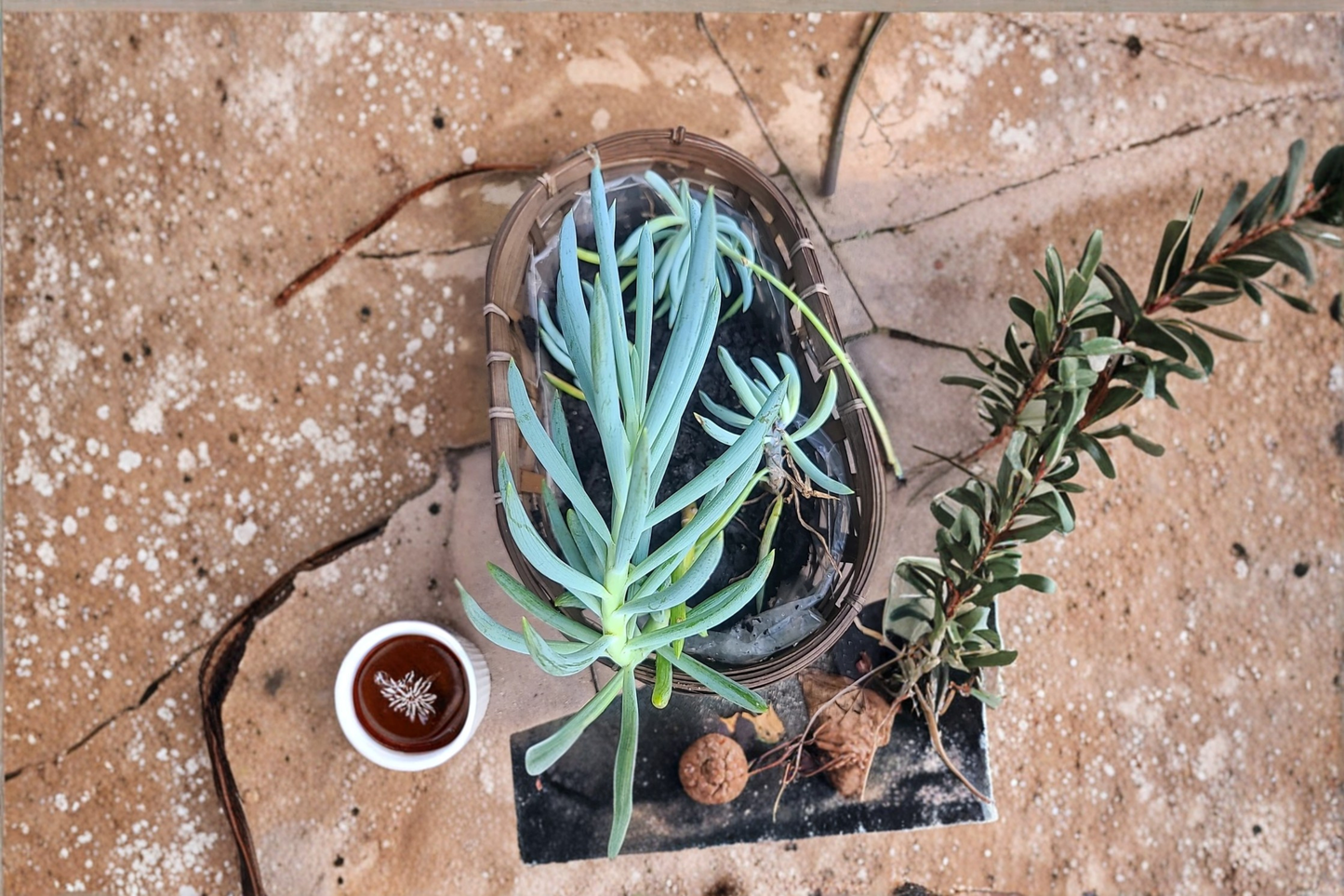 Blue Chalk Sticks Senecio Mandraliscae Large Cutting Rare Succulent Live Plant Stem for Propagation