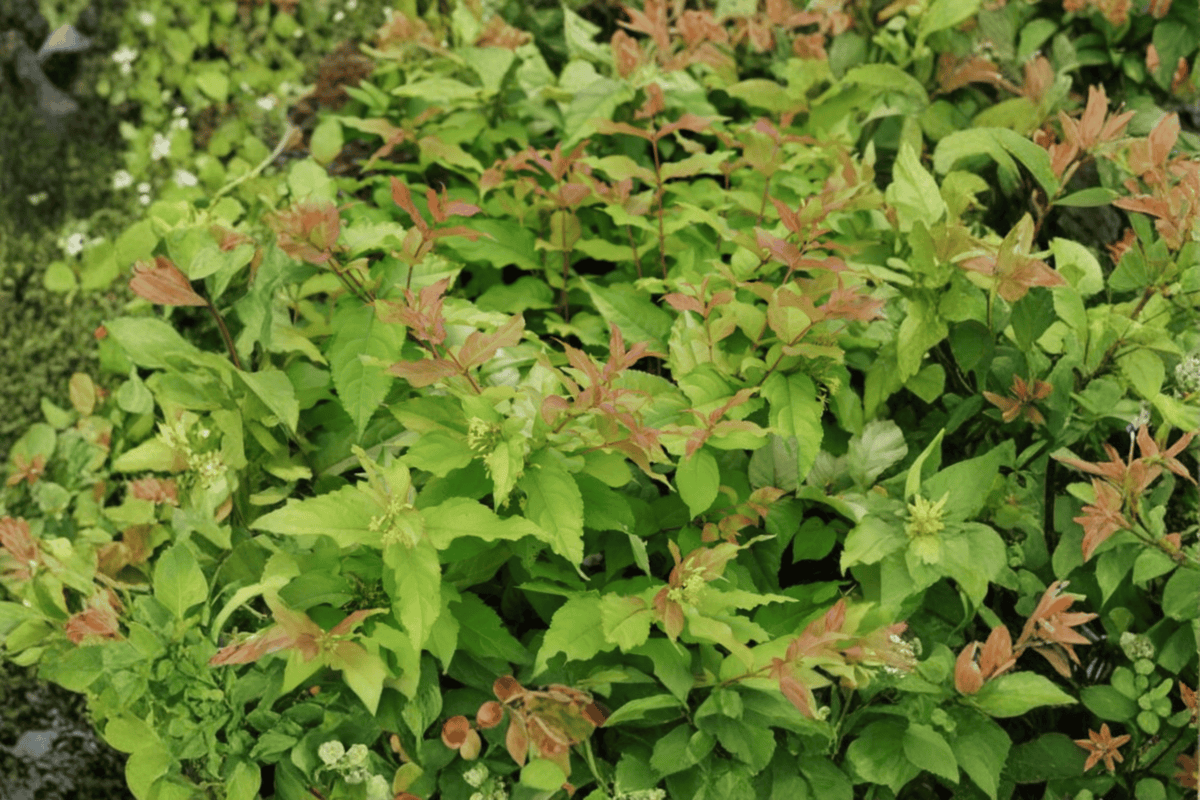 Kodiak Fresh Honeysuckle 1 Live Flowering Shrub, 1 Gallon Pot – Diervilla sessilifolia ‘Kodiak Fresh’