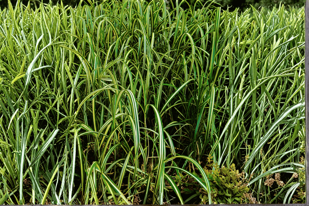 EverColor® Everglow Sedge 1 Live Ornamental Grass – Carex ‘Everglow’ – 1 Gallon Pot