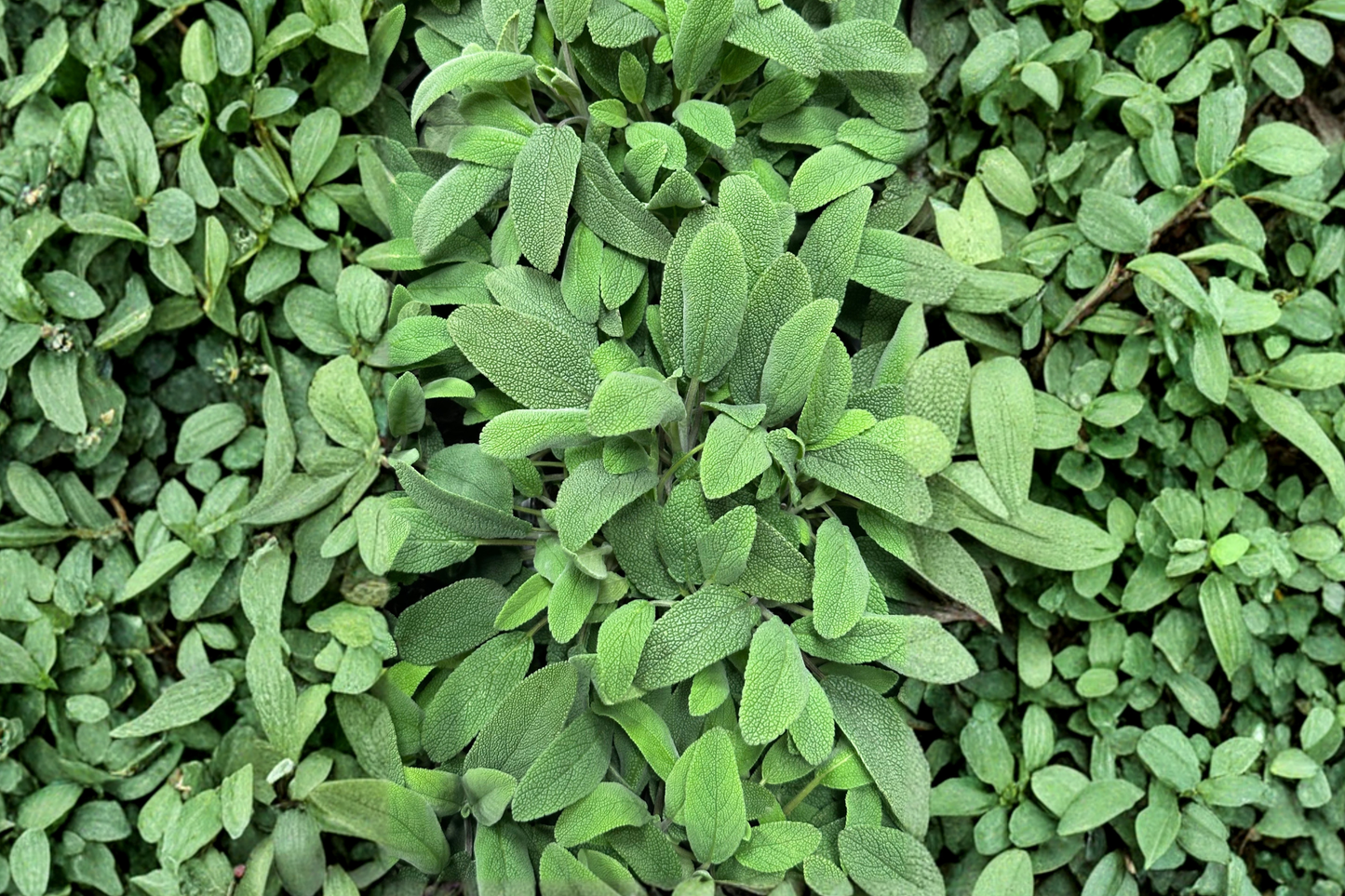 Kitchen Sage Live Herb Plant in 4-Inch Pot – Salvia officinalis