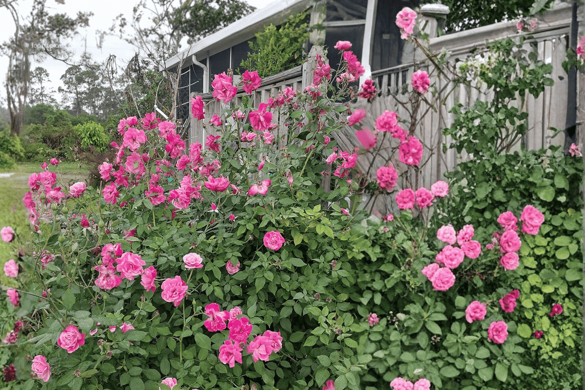 Blushing Knock Out® Rose – 1 Live Flowering Shrub, 1-Gallon Size – Rosa ‘Radyod’