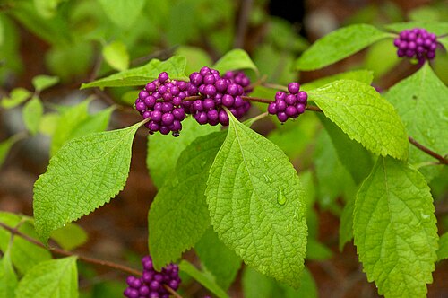 12 American Beautyberry Cuttings – Callicarpa americana Live Plant Starter, Purple Berry Shrub, Wildlife Friendly, No Roots