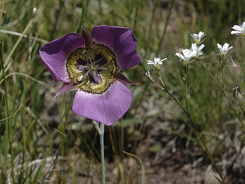 30 Calochortus gunnisonii Seeds | Rocky Mountain Mariposa Lily | Gunnison Mariposa Lily | Native Perennial Wildflower