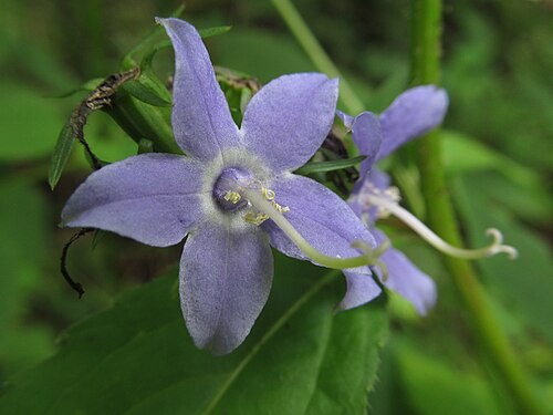500 Campanula americana Seeds | Tall Bellflower | Native Perennial Wildflower | Pollinator-Friendly Meadow & Garden Plant