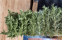 10 Fresh Rosemary Cuttings for Planting Unrooted Stems Salvia Rosmarinus Starter Herb Plant