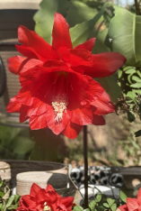 2 Epiphyllum Orchid Cactus Cuttings Unrooted Live Plant Stems for Propagation Tropical Flowering Cactus